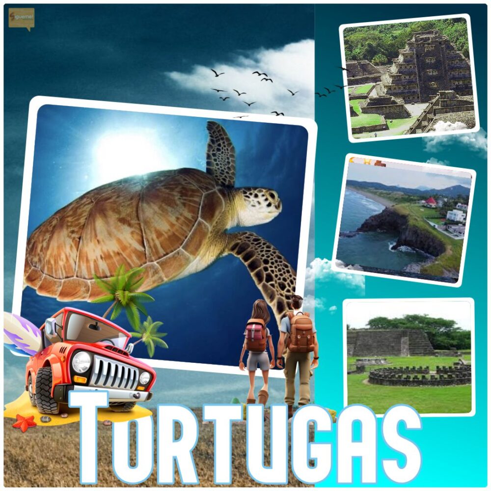 J Palma Sola Veracruz Liberación de Tortugas Desde $2,699 al 11 al 13 de Septiembre